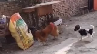 Cock saving hen from cute little puppy