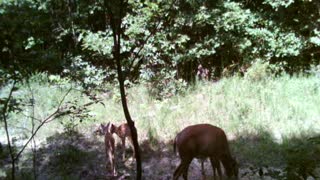 doe with triplets in the summer