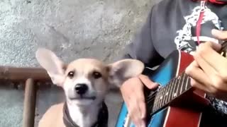 Dog singing