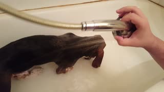 basset dog eats water