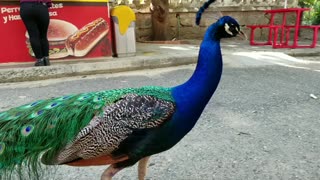 PAVO REAL. PEACOCK