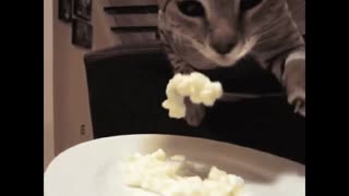 Must Watch Funny Cat Videos.