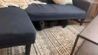 Dog Gets Herself Stuck Under New Couch