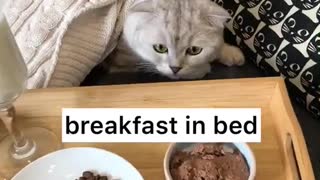 Baby cat breakfast in the morning 🥞