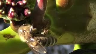 Bee playing in plumeria