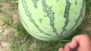 How to choose a ripe watermelon.