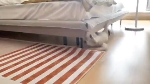 Funny cat goes mad in the bedroom