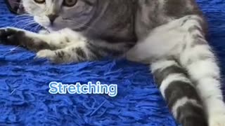 Morning Routine of a cat