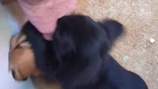 Crazy adorable puppy "eating me"