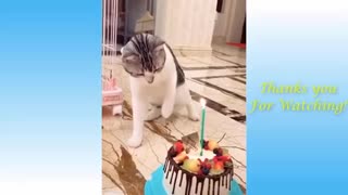 Funny animal videos cats