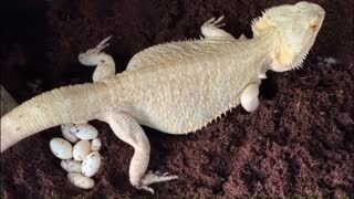 Bearded Dragon Busting A Move