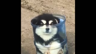 This Cute puppy stuck inside the mineral water bottle container