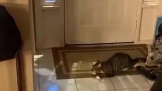 Try not to laugh funniest cat videos