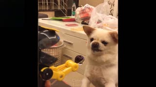 Laugh with funny pets compilation