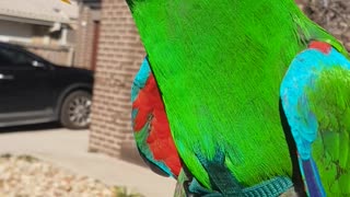 Adorable Parrot Shows Off His Beautiful Wings