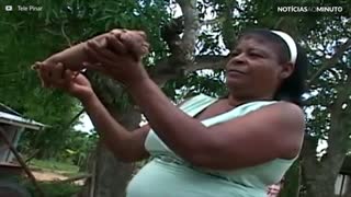 Bizarro! Porco mutante com cara de macaco nasce em Cuba
