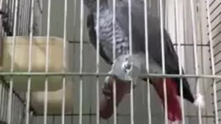 Talking African Parrot