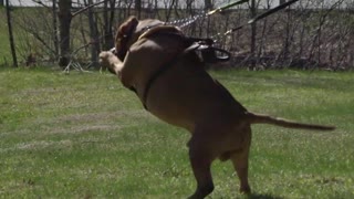Dog Training 🐕‍🦺 Pittbull Dog training 🦮