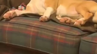 A very sleep doggy falls asleep in the funniest way imaginable