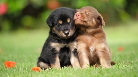Two cute puppies playing together :)