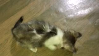 SMALL CAT PLAYING WITH COCKROACH