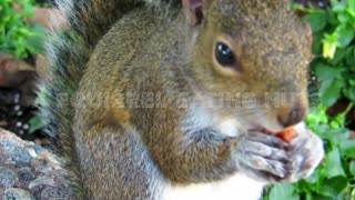 Squirrel is Eating Nuts
