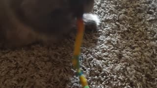 Cat with String