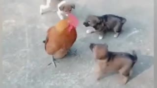 Dog funny fight with chicken