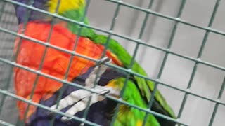 Nice parrot moving 1