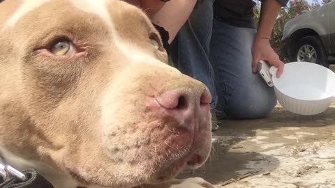 Puppy heroically saves Pit Bull's life