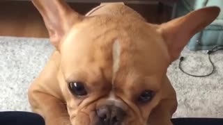 Funny Puppy Dog Videos