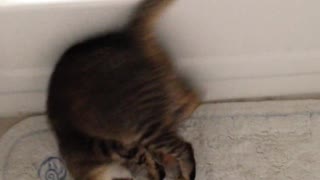 Funny cat somersault