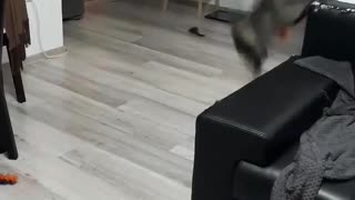 Cat Plays Catch