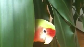 Adorable parrot hiding from owner.