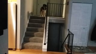 Athletic Collie catches trick shot pass from owner