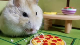 Pampered hamster enjoys awesome pizza party