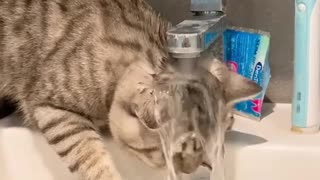 Cat tries to figure out where water from the faucet goes to