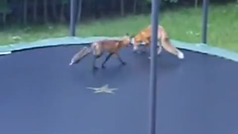 Foxes Jumping on my Trampoline