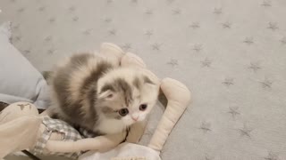 cute kitten videos short leg ca