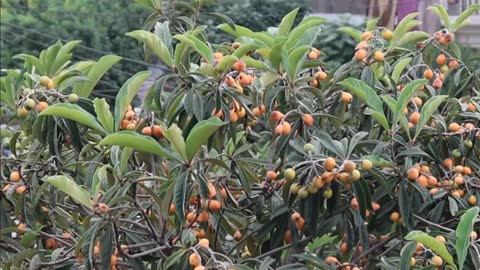 তারুণ্য ধরে রাখতে জলপাইর চমক health tips olives have amazing health benefits