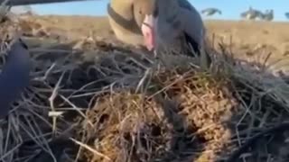 Fearless goose.