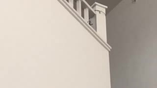 Cat Makes a Risky Reach from Railing