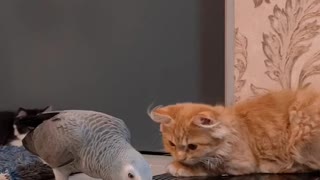 African Grey Parrot and Cat