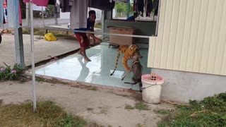 Fake Tiger attacks Dog