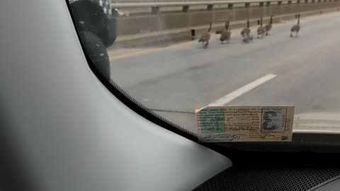 Mamma goose leads her family over 5 mile bridge