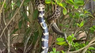 King Snake Swallowing Another Snake