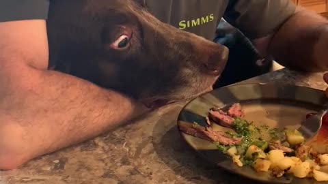 Dog mesmerized by steak!!