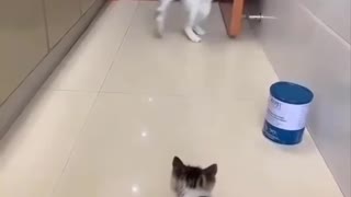Kitten scared a cat