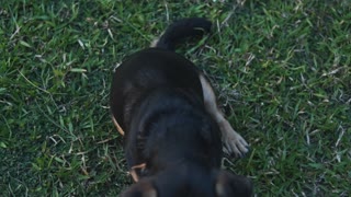 A Dog playing In The Garden 1