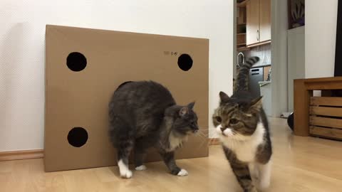 Cat scared by other Cat jumping out of Box